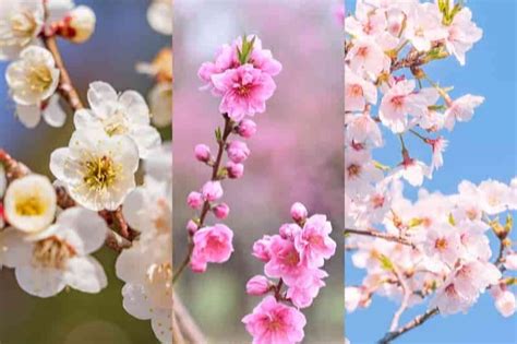 什麼是桃花|梅花、櫻花、桃花長得好像怎麼分辨？一次告訴你區分。